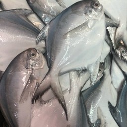 ข้าวต้มปลา ฅ.กินปลา