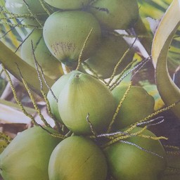 น้ำมะพร้าว