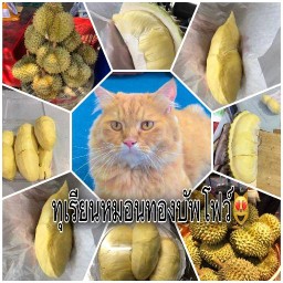 โกดังทุเรียน