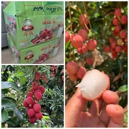 ผลมง ผลไม้