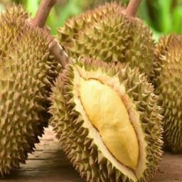 นิดากับย่าหมวย