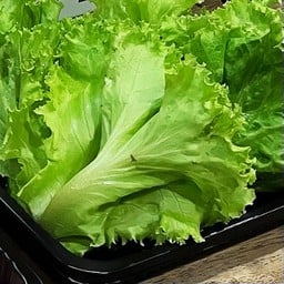 ผักกาดหอม