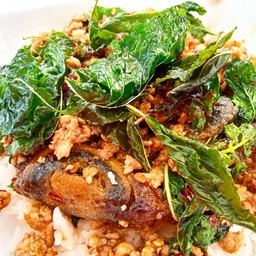 [ NEW ] ผัดกะเพราหมูสับไข่เยี่ยวม้าราดข้าว