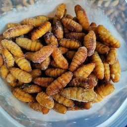 บ้านแมลงแช่แข็งอ้อมน้อยจำหน่ายดักแด้ จิ้งหรีดไข่ สดิ้งไข่