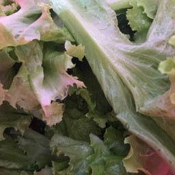 ผักกาดหอม