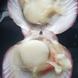 หอยเชลล์ 5ตัว