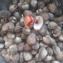 หอยเเครงลวกกล่องเล็ก