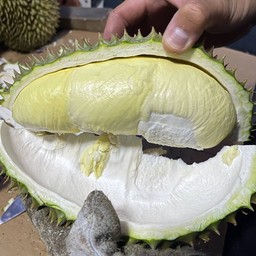 ทุเรียนหมอนทองชั่งเนื้อ (ห่าม)