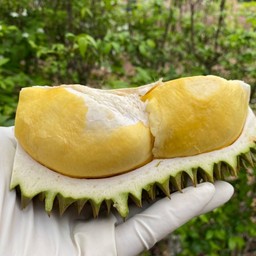 ชิมทุเรียน - Chim Durian