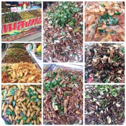 ลุงพร แมลงทอดบ้านโป่ง