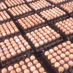 ไข่ไก่ สดๆใหม่ๆ