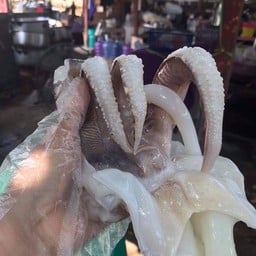 ปลาหมึกคอนโดเล็กหมึกหนวดใหญ่พิเศษ