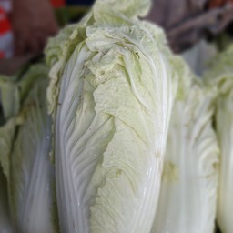 ผักกาดขาว