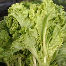 ผักสลัด