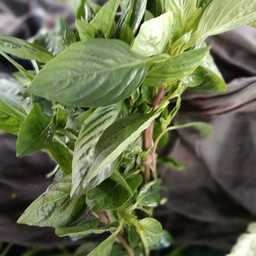 ผักโหระพา