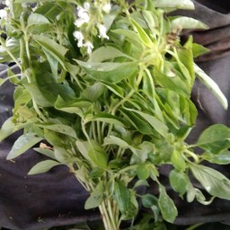 ผักใบเเมงลัก (ผักอีตู่)