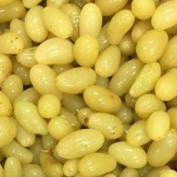 องุ่นดอง