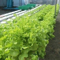 Samachai Farm
