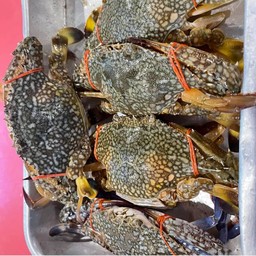 ปูม้าผัดผงกะหรี่