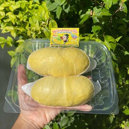ทุเรียนหมอนทองเนื้อ กรอบนอกนุ่มใน กำลังกินชั่งเนื้อล้วน (ครึ่งกิโลกรัม)