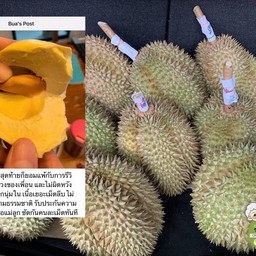 ทุเรียนป่าละอู สวนชาญ-จิตต์ (เพชรบุรี)