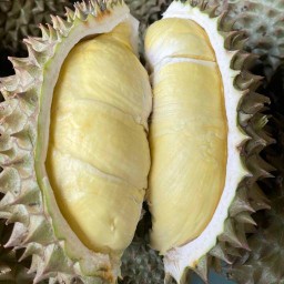ขายทุเรียนภูเขาไฟ คอนโด เมโทรโปลิส สำโรง