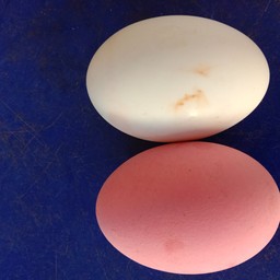 ไข่เค็ม