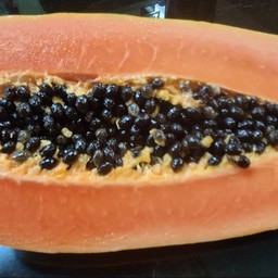 มะละกอ ฮอลแลนด์ - ต่อลูกน้ำหนัก 1.5-1.8 กิโลกรัม เอ