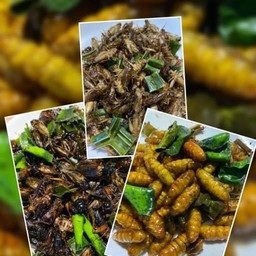 แมลงทอดดอนเมือง