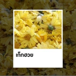 เก๊กกกกฮวย สดชื่นนนนนจ้า