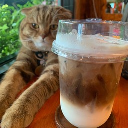 ไวท์ช็อคมัคคิอาโต้