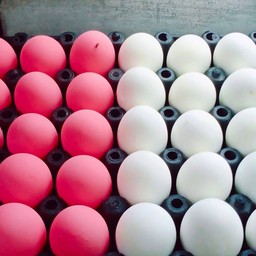 ไข่เยี่ยวม้า ใบละ