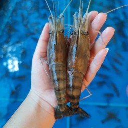 ยำลูกชิ้น