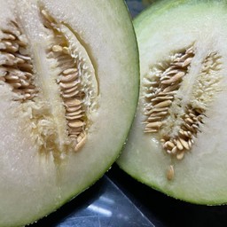 เมลอน ญี่ปุ่น - ต่อลูก