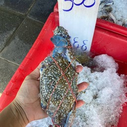 ปูม้านึ่ง