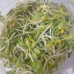 ต้นอ่อนทานตะวัน(ยิ่งนานจะยิ่งดำ)