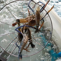 กุ้งเป็นเผาหัวมันเยิ้มกลาง