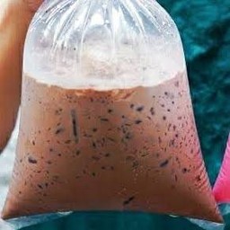 โกโก้เย็น