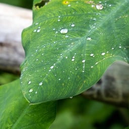 อ่างน้ำแม่ออกฮู