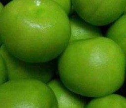 ฝรั่งบ๊วย