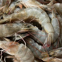 กุ้งขาว