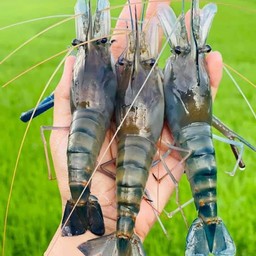 เสี่ยยา กุ้งสด