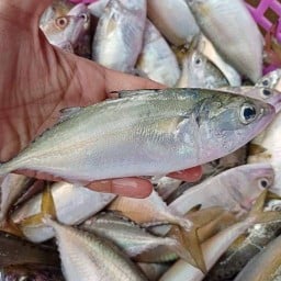 ผัดไทยเป็ดก้าบๆ หลัง ว.ค.