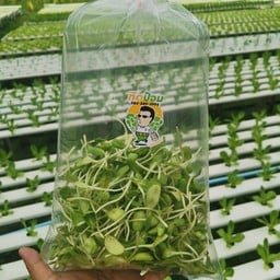 ต้นอ่อนทานตะวัน