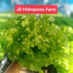 JD Hidroponic Farm -