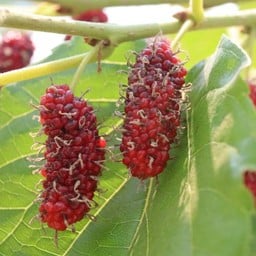 MENU_877265qA_1626950412