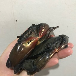 ปูนิ่ม ปูทองฟาร์มระนอง