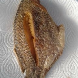 ปลานิลแดดเดียว