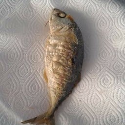 ปลาทู 1 ตัว