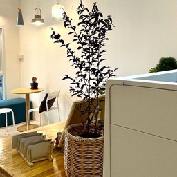 ร้านคาเฟ่ ชูการ์ โนม (Sugar Gnome)